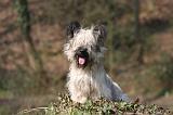 SKYE TERRIER 094